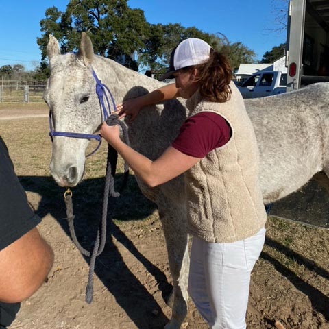 Central Texas Animal Chiropractor horse injury photo