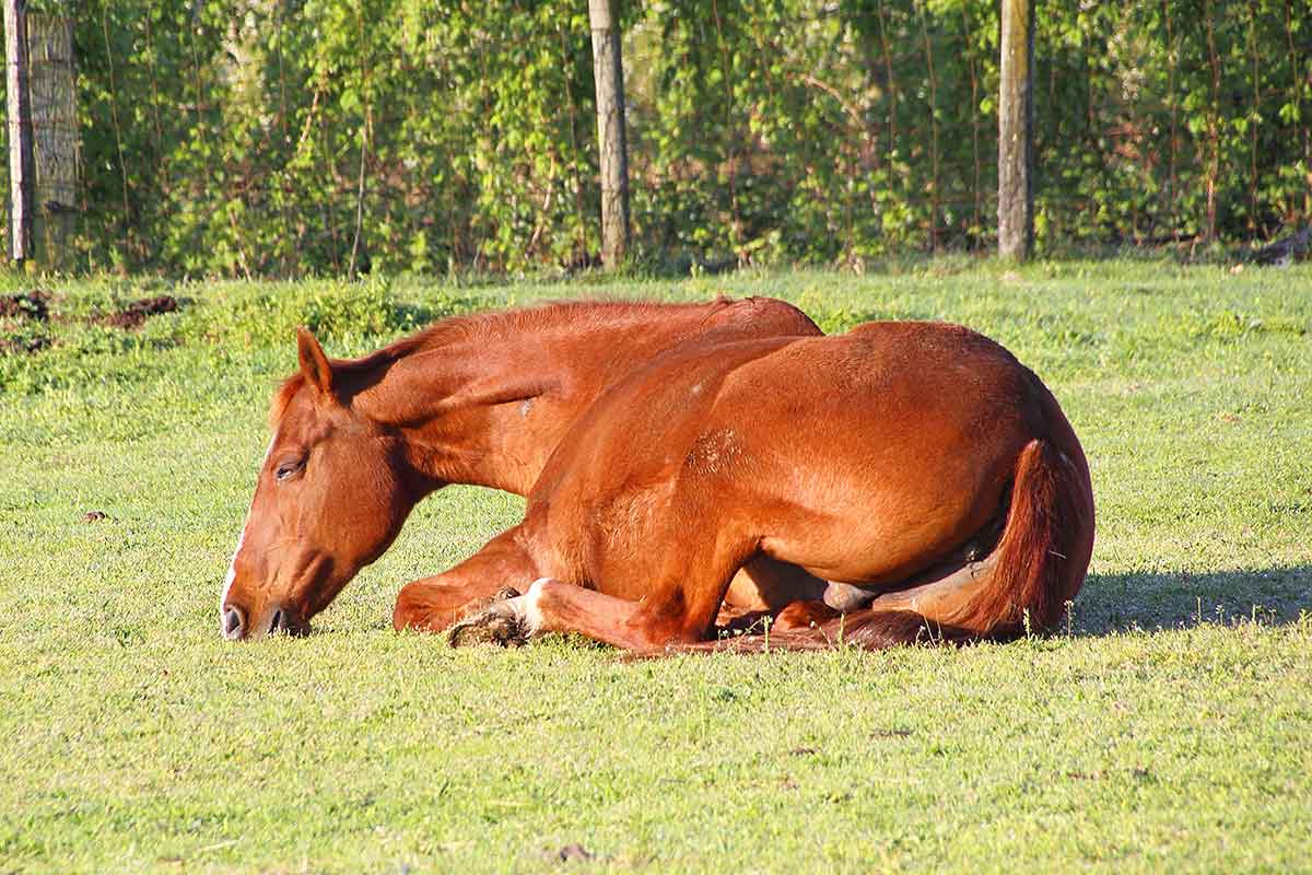 Stock photo of horse laying in pasture for Colic in Horses blog post