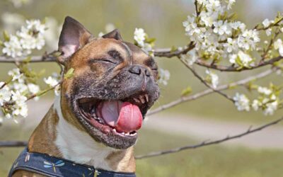 Common allergies in pets