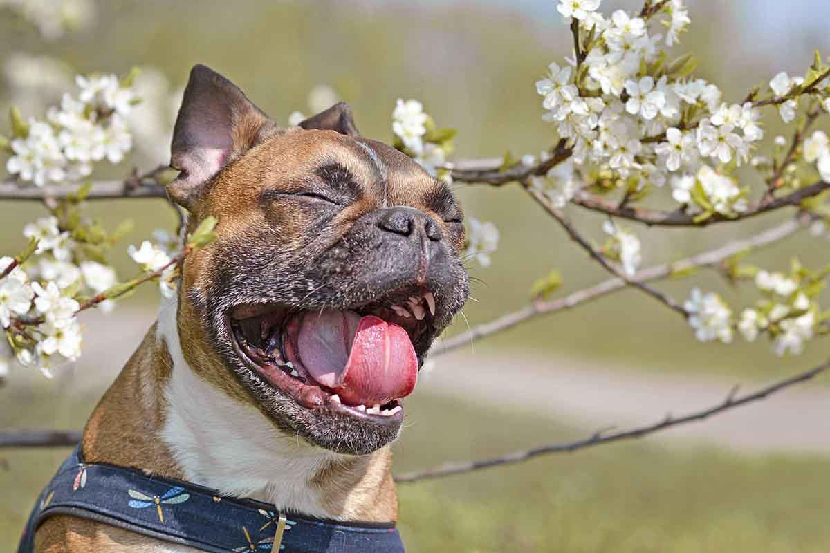 Stock photo of Common Allergies in Pets from the Central Texas Animal Chiropractor