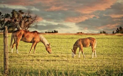 How to prevent parasite infections in horses