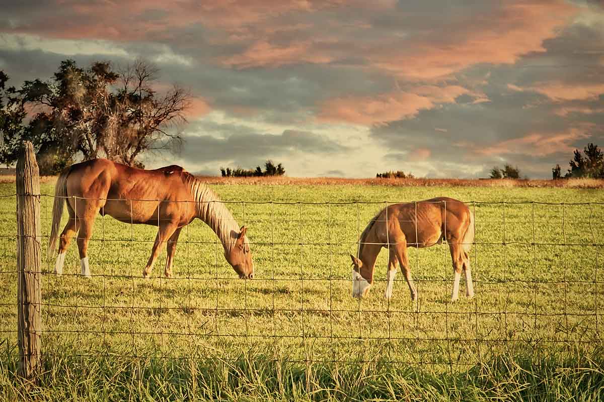 How to prevent parasite infections in horses - stock photo