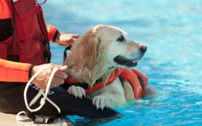 Why canine rehab is essential