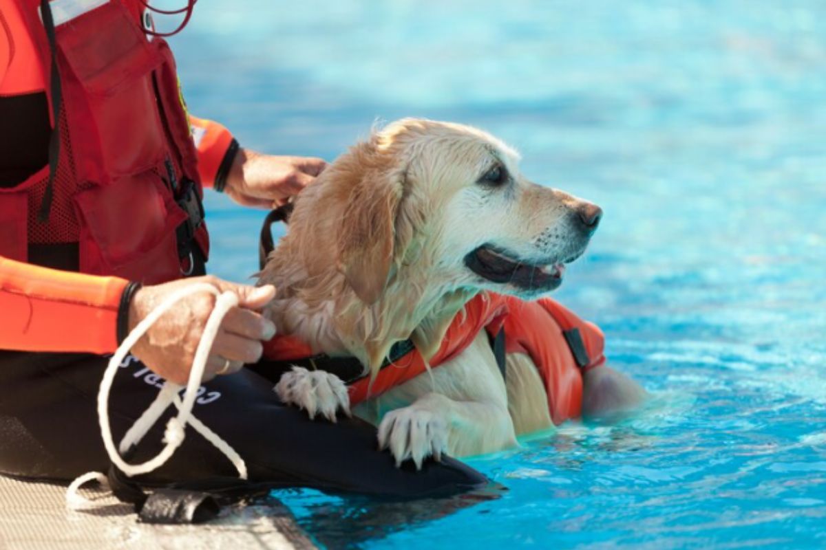 Local Experts Share Why Canine Rehab Is Essential - photo
