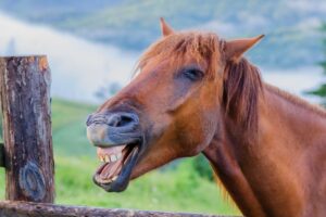 why-is-dental-care-important-for-horses - photo