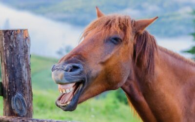 Why is dental care important for horses?